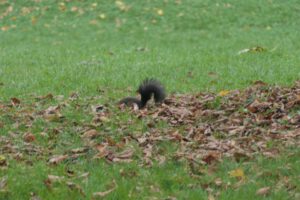 Frankfurt am Main, Unterliederbach, Emil-Siering-Park, Herbst