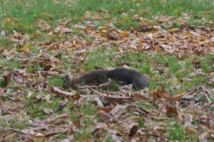 Frankfurt am Main, Unterliederbach, Emil-Siering-Park, Herbst