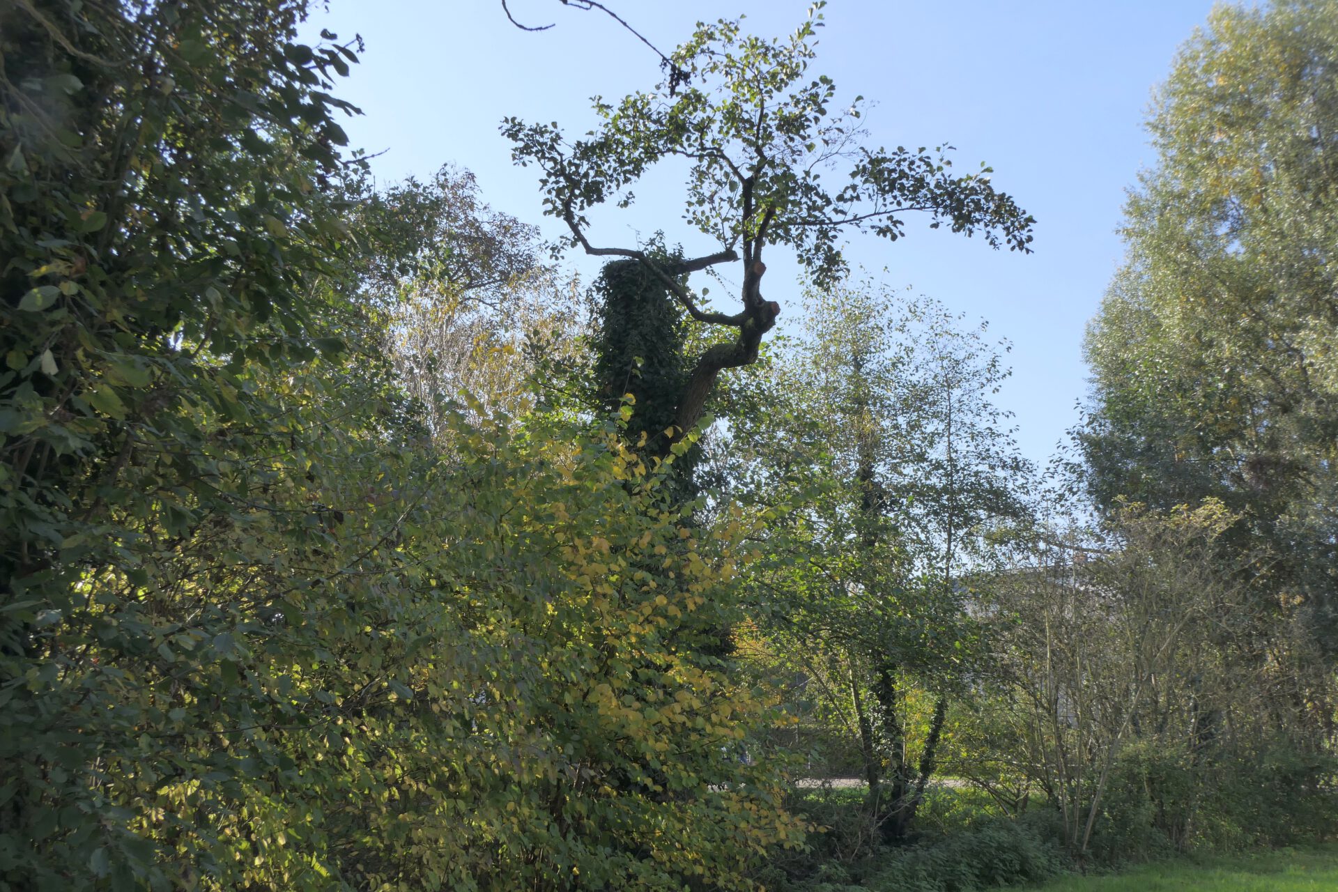 Frankfurt am Main, Unterliederbach, Liederbach, Astronomenweg